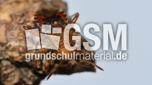 Hellbraune Glasflügelwanze_3.jpg